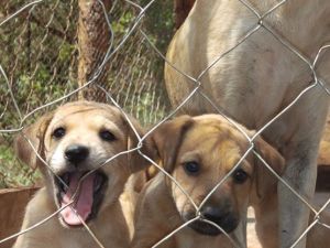 10712720_731164503623478_5389180872656080679_n